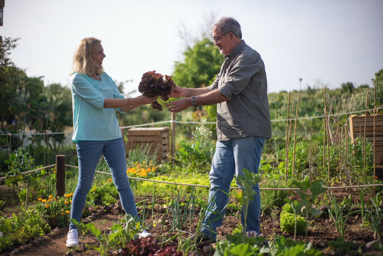The Joy of Companion Planting: A Guide to Plant Partnerships