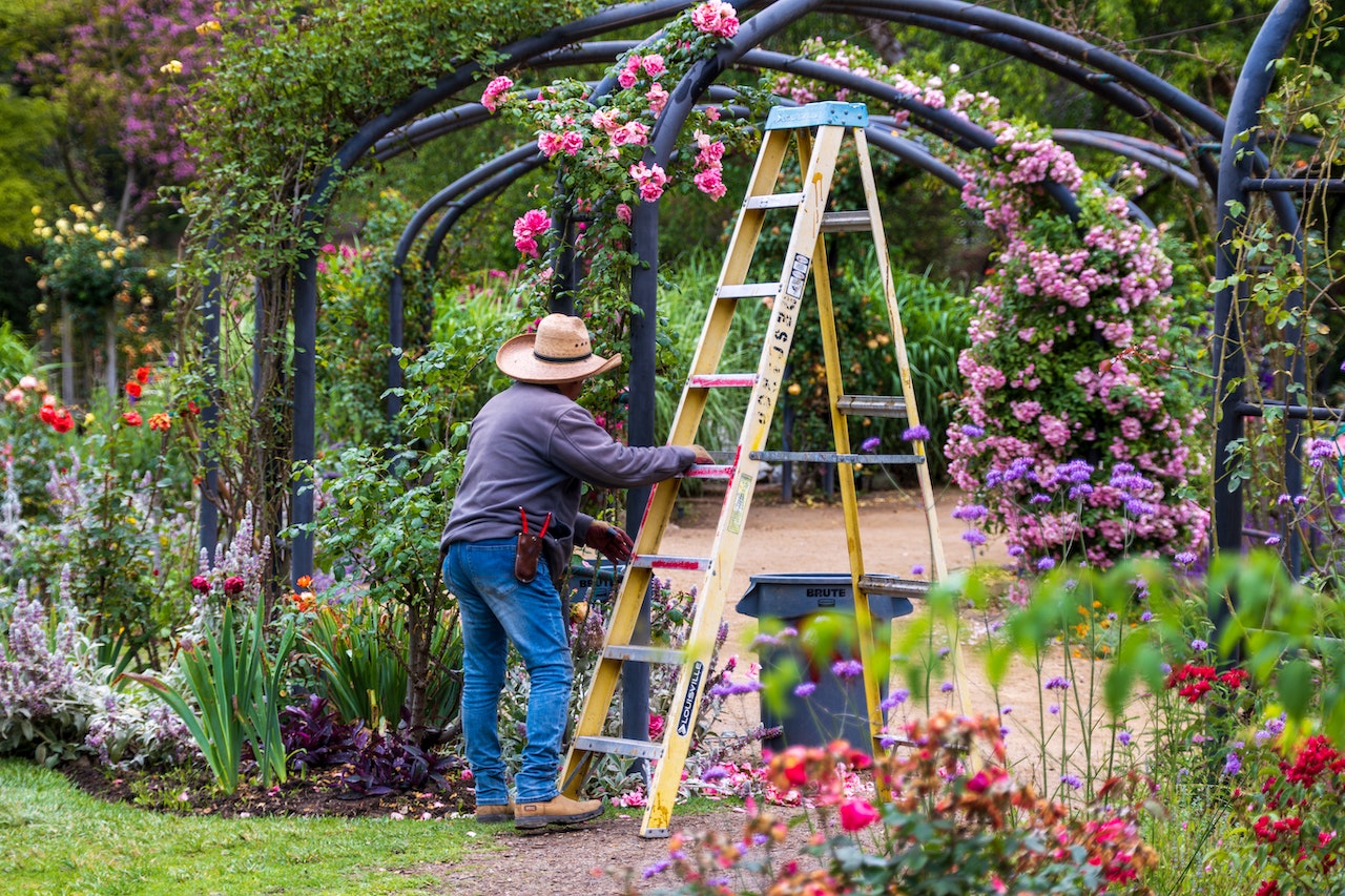 How to Raise Flowers that Grow Back Yearly: Your Step-by-Step Guide